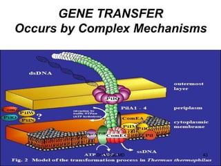 GENE TRANSFER
Occurs by Complex Mechanisms
43
Dr.T.V.Rao MD
 