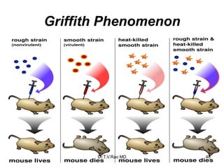 Griffith Phenomenon
48
Dr.T.V.Rao MD
 