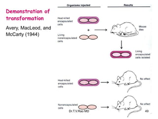 Demonstration of
transformation
Avery, MacLeod, and
McCarty (1944)
49
Dr.T.V.Rao MD
 