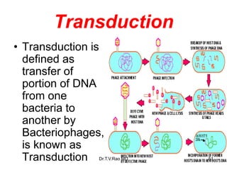 Transduction
• Transduction is
defined as
transfer of
portion of DNA
from one
bacteria to
another by
Bacteriophages,
is known as
Transduction 51
Dr.T.V.Rao MD
 