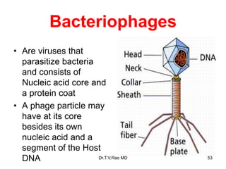 Bacteriophages
• Are viruses that
parasitize bacteria
and consists of
Nucleic acid core and
a protein coat
• A phage particle may
have at its core
besides its own
nucleic acid and a
segment of the Host
DNA 53
Dr.T.V.Rao MD
 