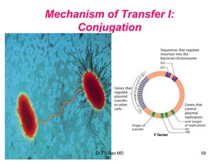Mechanism of Transfer I:
Conjugation
59
Dr.T.V.Rao MD
 