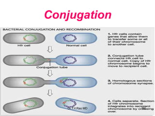 Conjugation
60
Dr.T.V.Rao MD
 