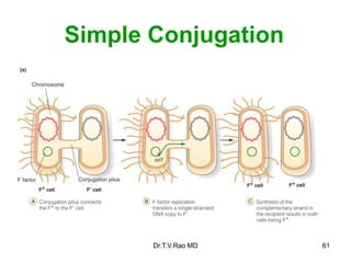 Simple Conjugation
61
Dr.T.V.Rao MD
 