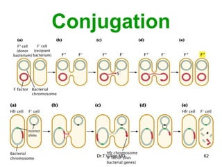 Conjugation
62
Dr.T.V.Rao MD
 