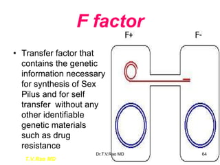 F factor
• Transfer factor that
contains the genetic
information necessary
for synthesis of Sex
Pilus and for self
transfer without any
other identifiable
genetic materials
such as drug
resistance
T.V.Rao MD
64
Dr.T.V.Rao MD
 