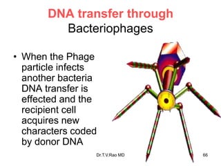DNA transfer through
Bacteriophages
• When the Phage
particle infects
another bacteria
DNA transfer is
effected and the
recipient cell
acquires new
characters coded
by donor DNA
66
Dr.T.V.Rao MD
 