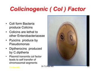 Colicinogenic ( Col ) Factor
• Coli form Bacteria
produce Colicins
• Colicins are lethal to
other Enterobacteriaceae
• Pyocins produce by
Pseudomonas
• Diptherocins produced
by C.diptheria
• Plasmid transmits col factor
leads to self transfer of
chromosomal segments
T.V.Rao MD
68
Dr.T.V.Rao MD
 