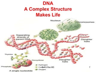 DNA
A Complex Structure
Makes Life
7
Dr.T.V.Rao MD
 