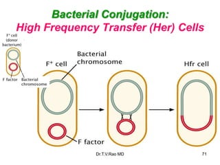 Bacterial Conjugation:
High Frequency Transfer (Her) Cells
71
Dr.T.V.Rao MD
 