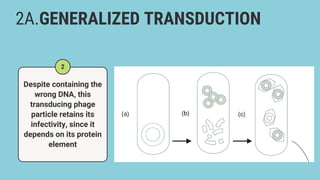 Bacterial genetics and gene regulation Lecture (3).pdf