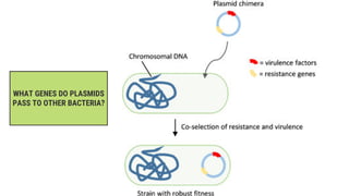 Bacterial genetics and gene regulation Lecture (3).pdf