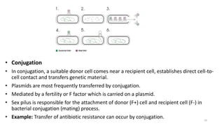 • Conjugation
• In conjugation, a suitable donor cell comes near a recipient cell, establishes direct cell-to-
cell contact and transfers genetic material.
• Plasmids are most frequently transferred by conjugation.
• Mediated by a fertility or F factor which is carried on a plasmid.
• Sex pilus is responsible for the attachment of donor (F+) cell and recipient cell (F-) in
bacterial conjugation (mating) process.
• Example: Transfer of antibiotic resistance can occur by conjugation. 10
 