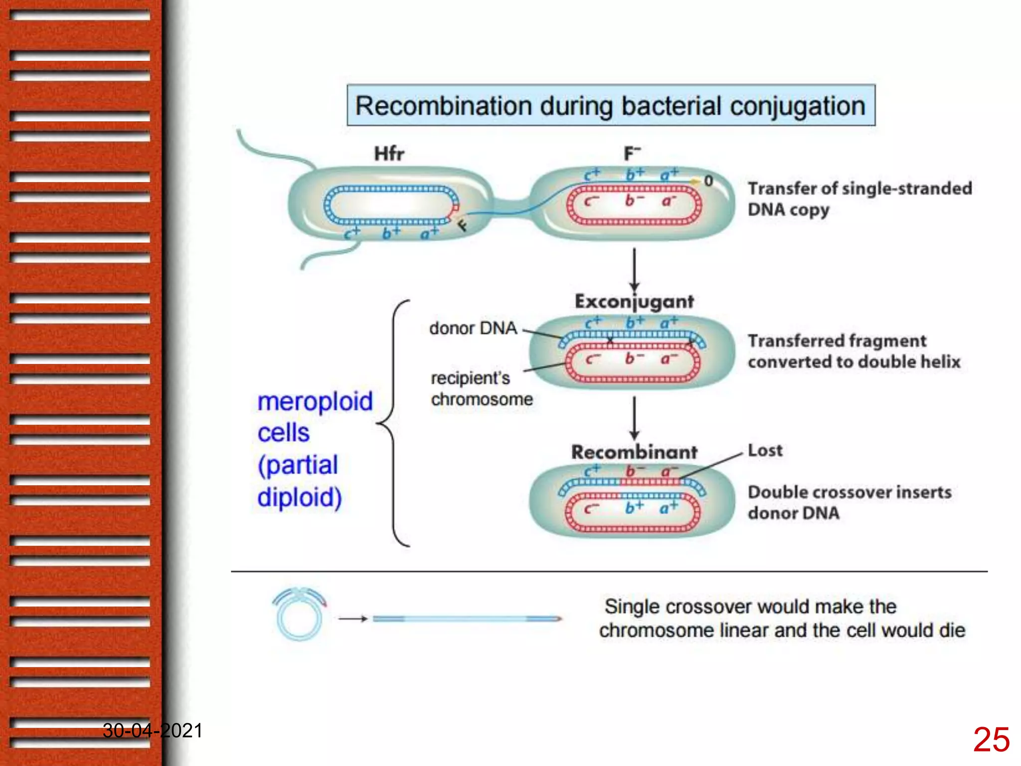 Bacterial genetics- gene mapping by recombination | PPTX