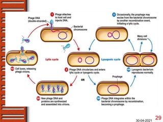 Bacterial genetics- gene mapping by recombination | PPTX