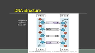 DNA Structure
Phosphate-P
Sugar-blue
Bases-ATGC
 