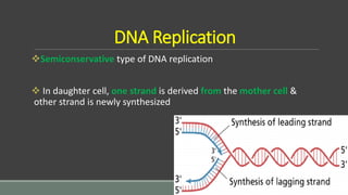 DNA Replication
Semiconservative type of DNA replication
 In daughter cell, one strand is derived from the mother cell &
other strand is newly synthesized
 