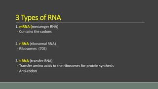 3 Types of RNA
1. mRNA (messenger RNA)
◦ Contains the codons
2. r RNA (ribosomal RNA)
◦ Ribosomes (70S)
3. t RNA (transfer RNA)
◦ Transfer amino acids to the ribosomes for protein synthesis
◦ Anti-codon
 