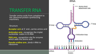 TRANSFER RNA
Transfer amino acids from cytoplasm to
the ribosomal protein synthesizing
machinery
Structure
Acceptor arm at 3` end…carries amino acid
Anticodon arm…recognizes the triplet
nucleotide codon in m-RNA
DHU arm…recognition site for enzyme
which adds the amino acid
Pseudo uridine arm…binds t-RNA to
ribosomes
 