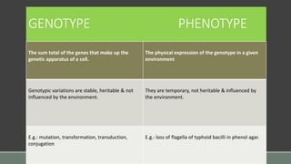 GENOTYPE PHENOTYPE
The sum total of the genes that make up the
genetic apparatus of a cell.
The physical expression of the genotype in a given
environment
Genotypic variations are stable, heritable & not
influenced by the environment.
They are temporary, not heritable & influenced by
the environment.
E.g.: mutation, transformation, transduction,
conjugation
E.g.: loss of flagella of typhoid bacilli in phenol agar.
 