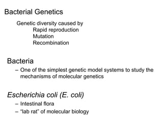 Bacterial Genetics
Bacteria
– One of the simplest genetic model systems to study the
mechanisms of molecular genetics
Escherichia coli (E. coli)
– Intestinal flora
– “lab rat” of molecular biology
Genetic diversity caused by
Rapid reproduction
Mutation
Recombination
 