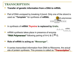 TRANSCRIPTION
 Transfer of genetic information from a DNA to mRNA.Transfer of genetic information from a DNA to mRNA.
 Part of DNA unzipped by breaking H2 bond. Only one of the strand is
used as “Template” for synthesis of mRNA.mRNA.
 In synthesis of mRNA Thymine is replaced by Uralic.
 mRNA synthesis takes place in presence of enzyme
““RNA Polymerase”RNA Polymerase” following pairing of A=U & C G.
 Role of mRNA is acting as “Messenger”.
 It carries transcribed information from DNA to Ribosome, the actual
site of protein synthesis. This process is called as “Transcription”.“Transcription”.
mRNA
RNA polymerase
DNA
 