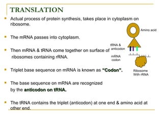TRANSLATION
 Actual process of protein synthesis, takes place in cytoplasm on
ribosome.
 The mRNA passes into cytoplasm.
 Then mRNA & tRNA come together on surface of
ribosomes containing rRNA.
 Triplet base sequence on mRNA is known as “Codon”.“Codon”.
 The base sequence on mRNA are recognized
by the anticodon on tRNA.anticodon on tRNA.
 The tRNA contains the triplet (anticodon) at one end & amino acid at
other end.
Ribosome
With rRNA
tRNA &
anticodon
mRNA
Amino acid
codon
 