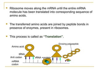  Ribosome moves along the mRNA until the entire mRNA
molecule has been translated into corresponding sequence of
amino acids.
 The transferred amino acids are joined by peptide bonds in
presence of enzymes, present in ribosomes.
 This process is called as “Translation”.
rRNA +protein
Amino acid
tRNA
Anti codon
mRNA
codon
Growing polypeptide
 