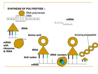 SYNTHESIS OF POLYPEPTIDE –SYNTHESIS OF POLYPEPTIDE –
RNA polymerase
DNA
mRNAmRNA
rRNA +proteinrRNA +protein
Amino acidAmino acid
tRNAtRNA
Anti codonAnti codon
mRNAmRNA
Growing polypeptide
RNA polymerase
DNA
mRNAmRNA
withwith
ribosomeribosome
& rRNA& rRNA
tRNAtRNA
RNA polymerase
DNA
 