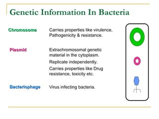 Genetic Information In Bacteria
ChromosomeChromosome Carries properties like virulence,
Pathogenicity & resistance.
PlasmidPlasmid Extrachromosomal genetic
material in the cytoplasm.
Replicate independently.
BacteriophageBacteriophage Virus infecting bacteria.
Carries properties like Drug
resistance, toxicity etc.
 