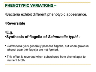 PHENOTYPIC VARIATIONSPHENOTYPIC VARIATIONS ––
•Bacteria exhibit different phenotypic appearance.
•ReversibleReversible
•E.g.E.g.
•Synthesis of flagella ofSynthesis of flagella of Salmonella typhi -Salmonella typhi -
• Salmonella typhi generally possess flagella, but when grown in
phenol agar the flagella are not formed.
• This effect is reversed when subcultured from phenol agar to
nutrient broth.
 