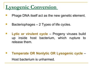 Lysogenic Conversion
 Phage DNA itself act as the new genetic element.
 Bacteriophages – 2 Types of life cycles.
 Lytic or virulent cycle – Progeny viruses build
up inside host bacterium, which rupture to
release them.
 Temperate OR Nonlytic OR Lysogenic cycle –
Host bacterium is unharmed.
 