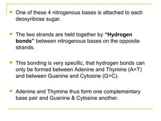  One of these 4 nitrogenous bases is attached to each
deoxyribose sugar.
 The two strands are held together by “Hydrogen
bonds” between nitrogenous bases on the opposite
strands.
 This bonding is very specific, that hydrogen bonds can
only be formed between Adenine and Thymine (A=T)
and between Guanine and Cytosine (G=C).
 Adenine and Thymine thus form one complementary
base pair and Guanine & Cytosine another.
 