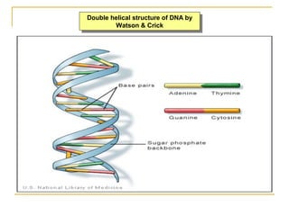 Double helical structure of DNA by
Watson & Crick
Double helical structure of DNA by
Watson & Crick
 