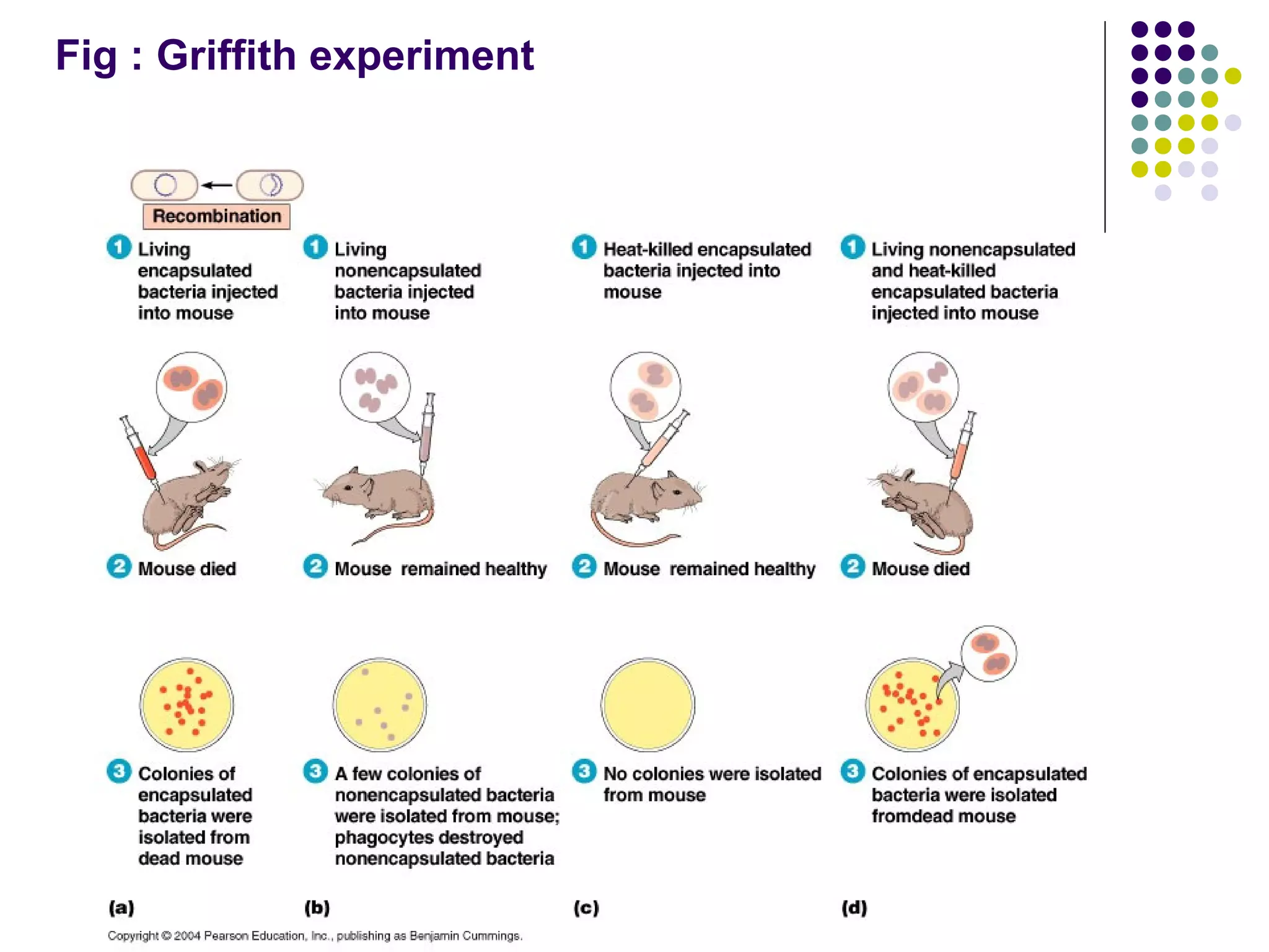 Fig : Griffith experiment
 