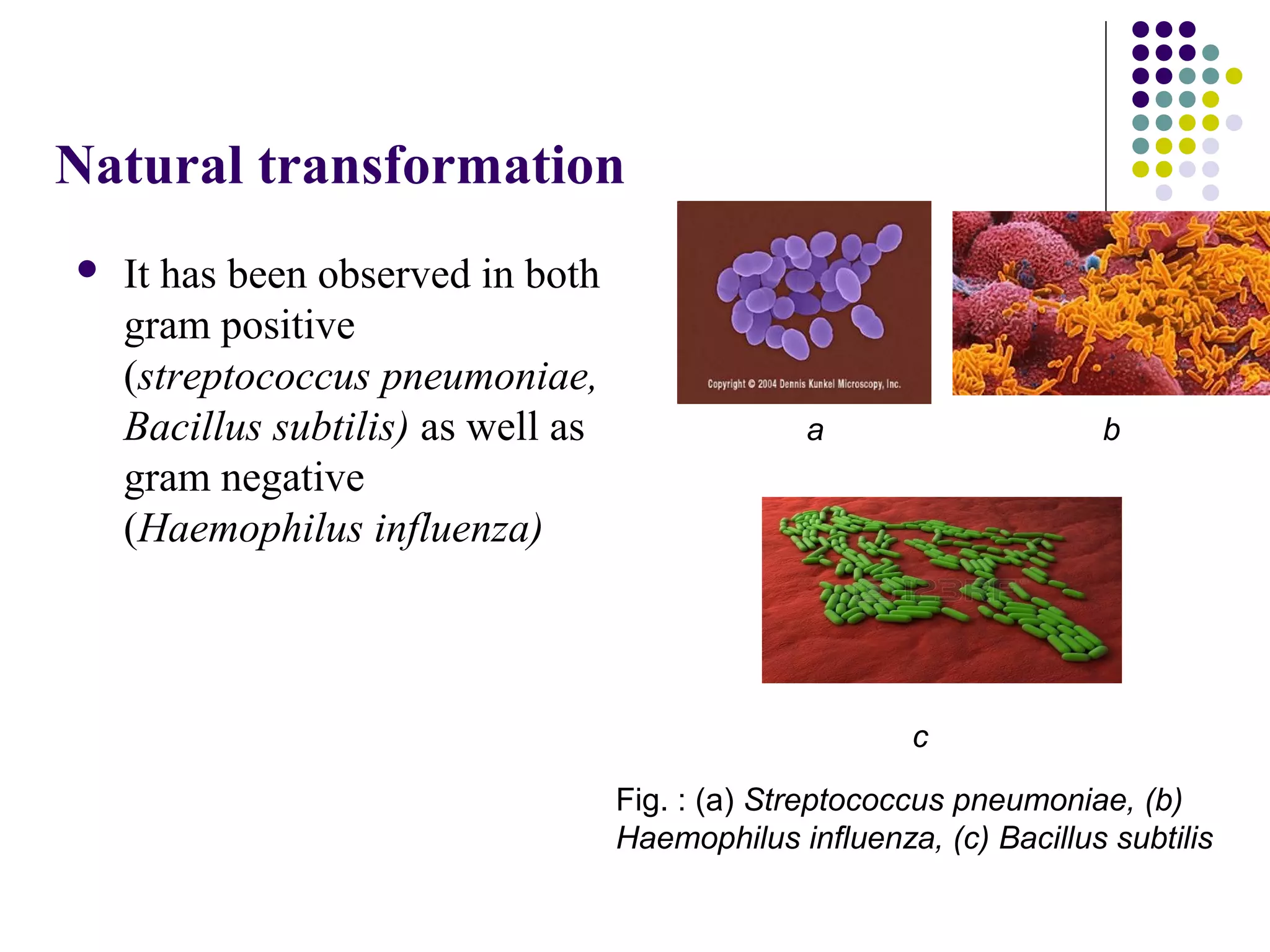 Natural transformation
 It has been observed in both
gram positive
(streptococcus pneumoniae,
Bacillus subtilis) as well as
gram negative
(Haemophilus influenza)
a b
c
Fig. : (a) Streptococcus pneumoniae, (b)
Haemophilus influenza, (c) Bacillus subtilis
 