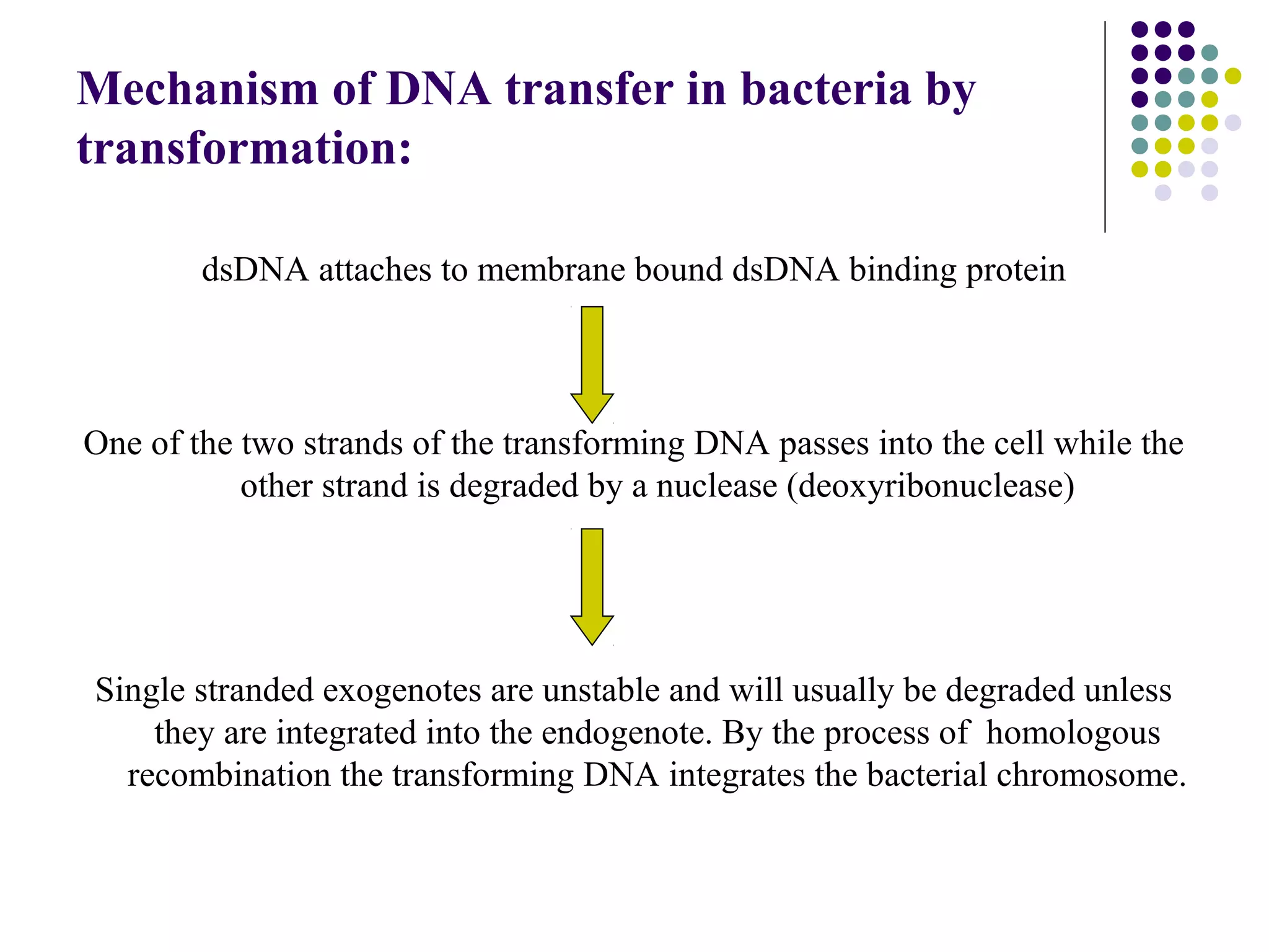Mechanism of DNA transfer in bacteria by
transformation:
dsDNA attaches to membrane bound dsDNA binding protein
One of the two strands of the transforming DNA passes into the cell while the
other strand is degraded by a nuclease (deoxyribonuclease)
Single stranded exogenotes are unstable and will usually be degraded unless
they are integrated into the endogenote. By the process of homologous
recombination the transforming DNA integrates the bacterial chromosome.
 