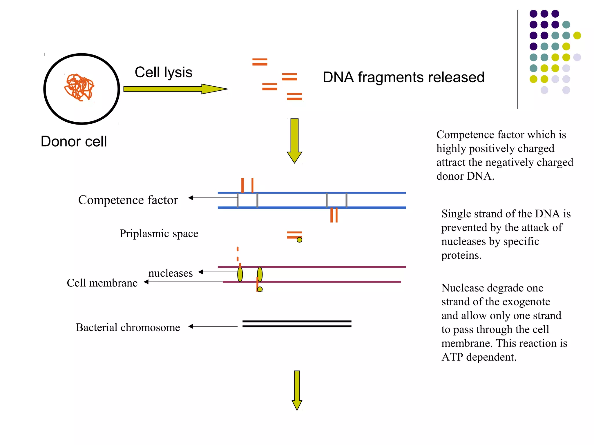 Donor cell
Cell lysis DNA fragments released
Priplasmic space
Competence factor
nucleases
Cell membrane
Bacterial chromosome
Competence factor which is
highly positively charged
attract the negatively charged
donor DNA.
Single strand of the DNA is
prevented by the attack of
nucleases by specific
proteins.
Nuclease degrade one
strand of the exogenote
and allow only one strand
to pass through the cell
membrane. This reaction is
ATP dependent.
 