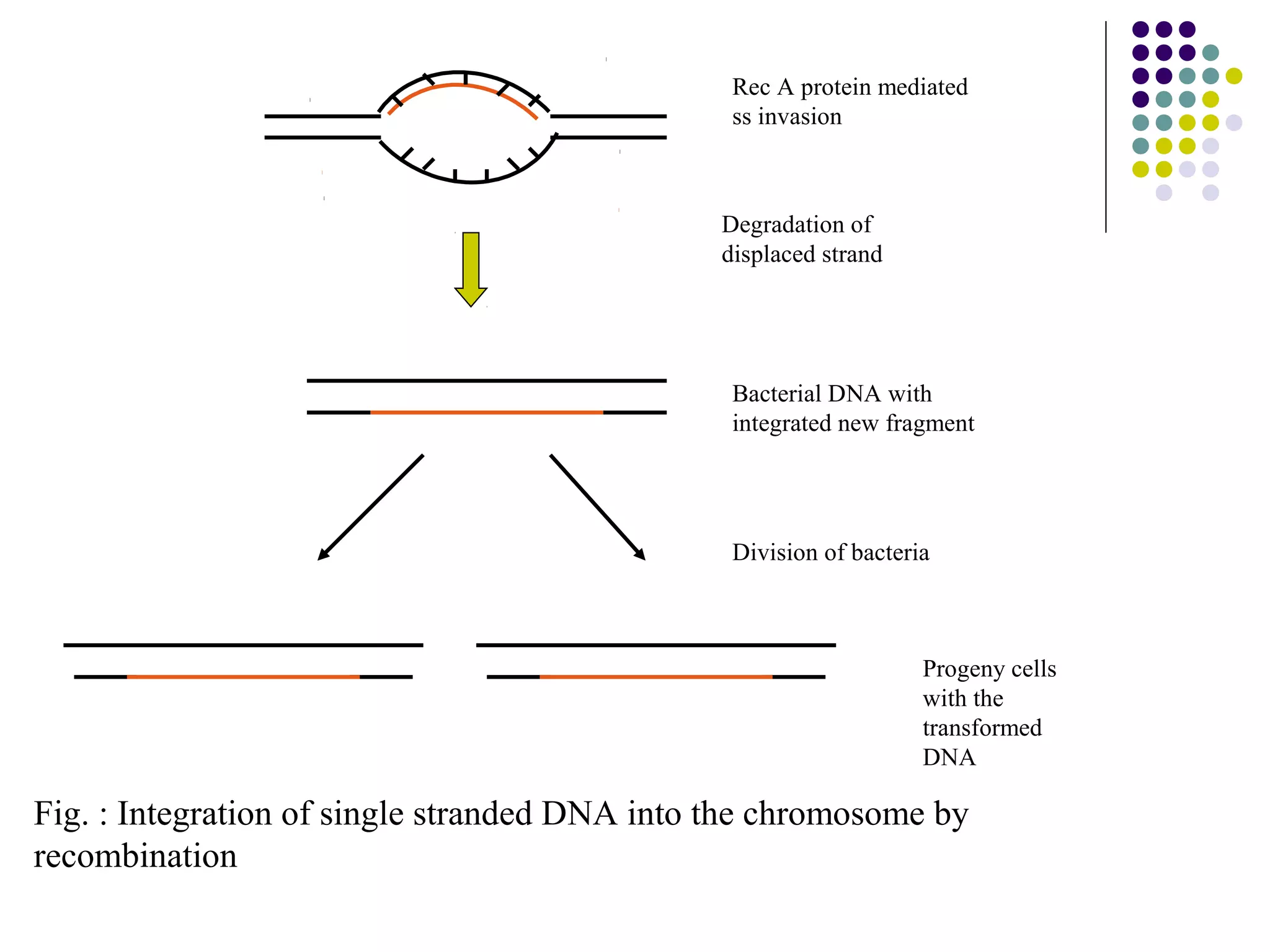 Rec A protein mediated
ss invasion
Degradation of
displaced strand
Bacterial DNA with
integrated new fragment
Division of bacteria
Progeny cells
with the
transformed
DNA
Fig. : Integration of single stranded DNA into the chromosome by
recombination
 