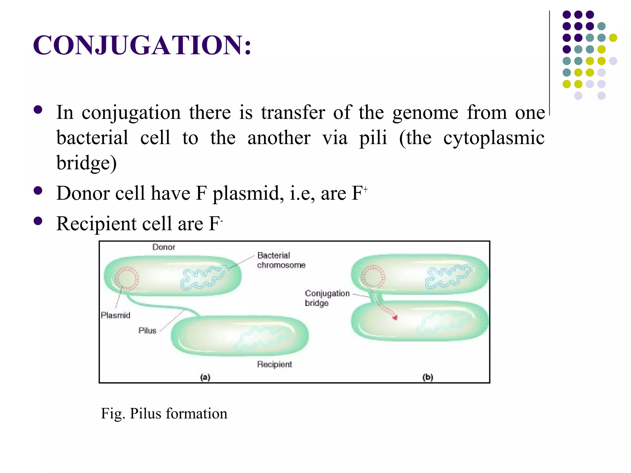 CONJUGATION:
 In conjugation there is transfer of the genome from one
bacterial cell to the another via pili (the cytoplasmic
bridge)
 Donor cell have F plasmid, i.e, are F+
 Recipient cell are F-
Fig. Pilus formation
 