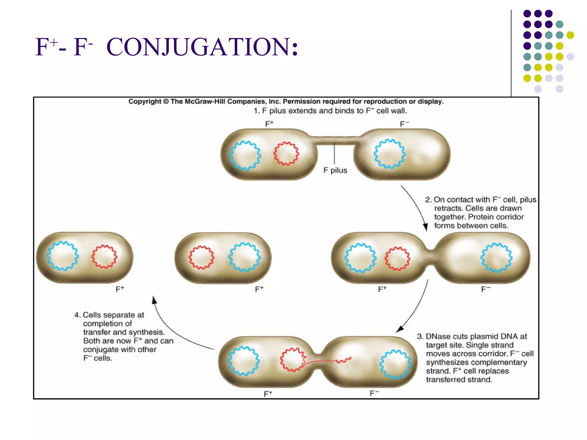 F+
- F-
CONJUGATION:
 