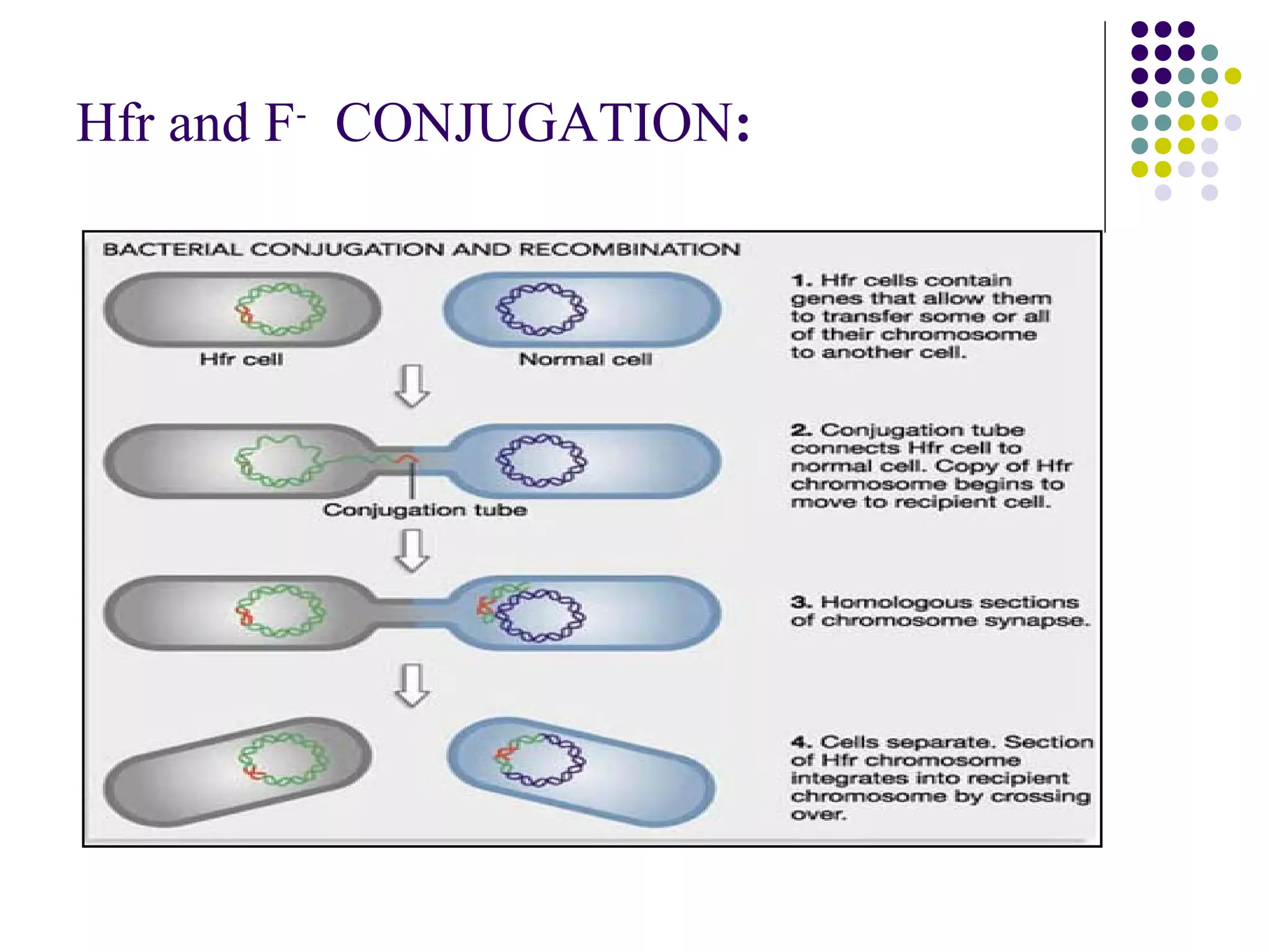 Hfr and F-
CONJUGATION:
 