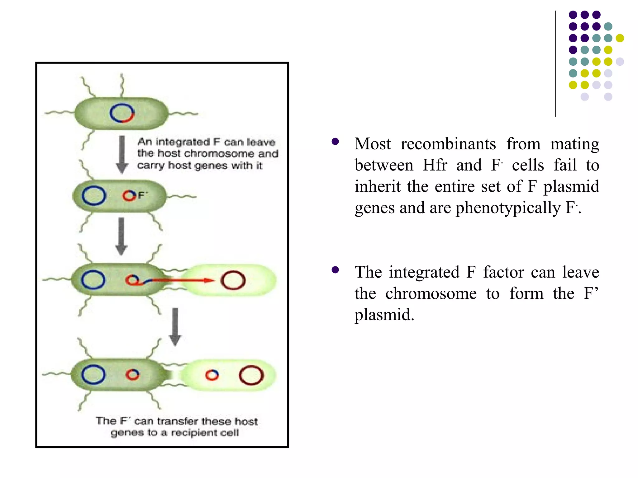  Most recombinants from mating
between Hfr and F-
cells fail to
inherit the entire set of F plasmid
genes and are phenotypically F-
.
 The integrated F factor can leave
the chromosome to form the F’
plasmid.
 