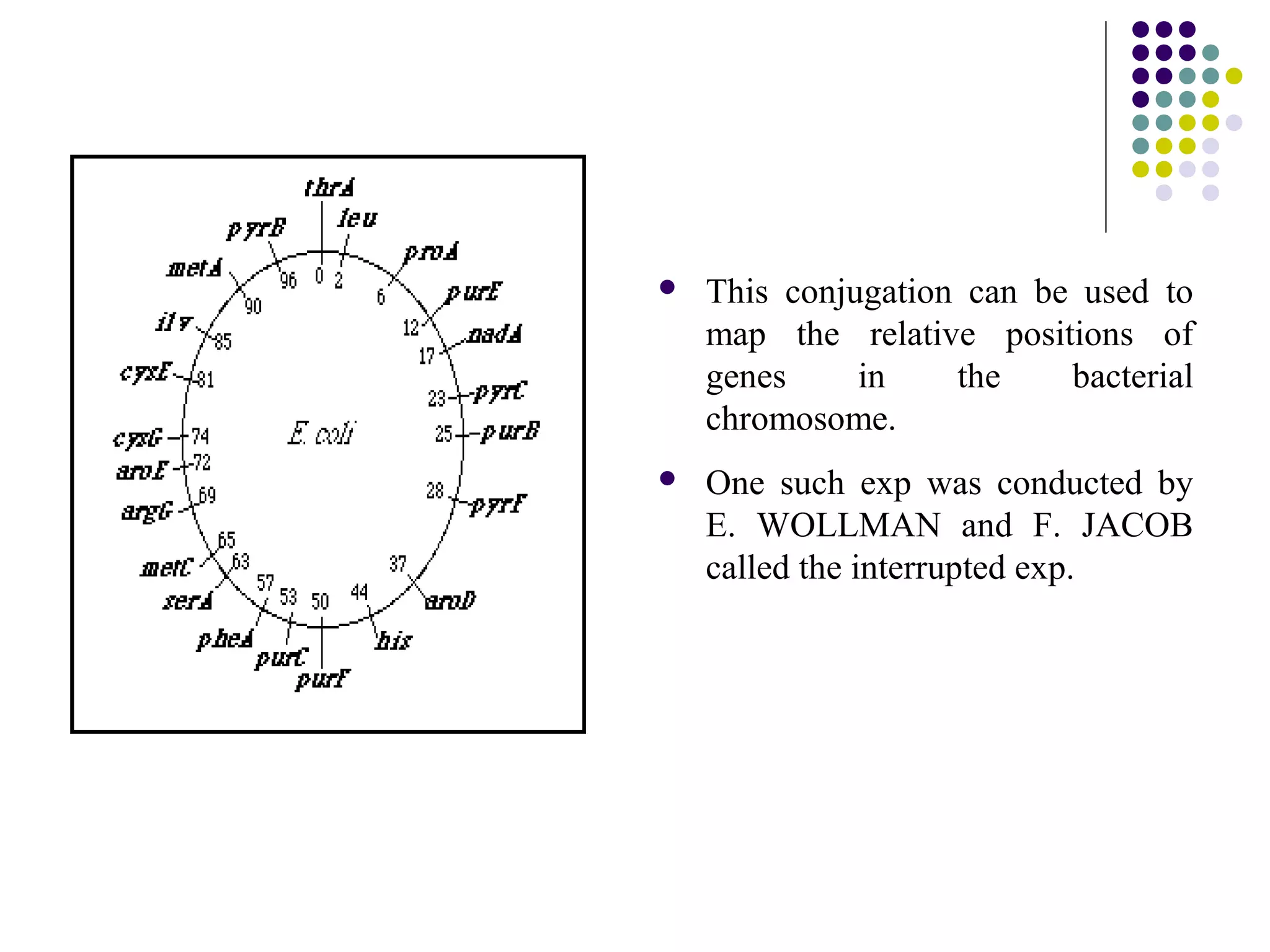  This conjugation can be used to
map the relative positions of
genes in the bacterial
chromosome.
 One such exp was conducted by
E. WOLLMAN and F. JACOB
called the interrupted exp.
 