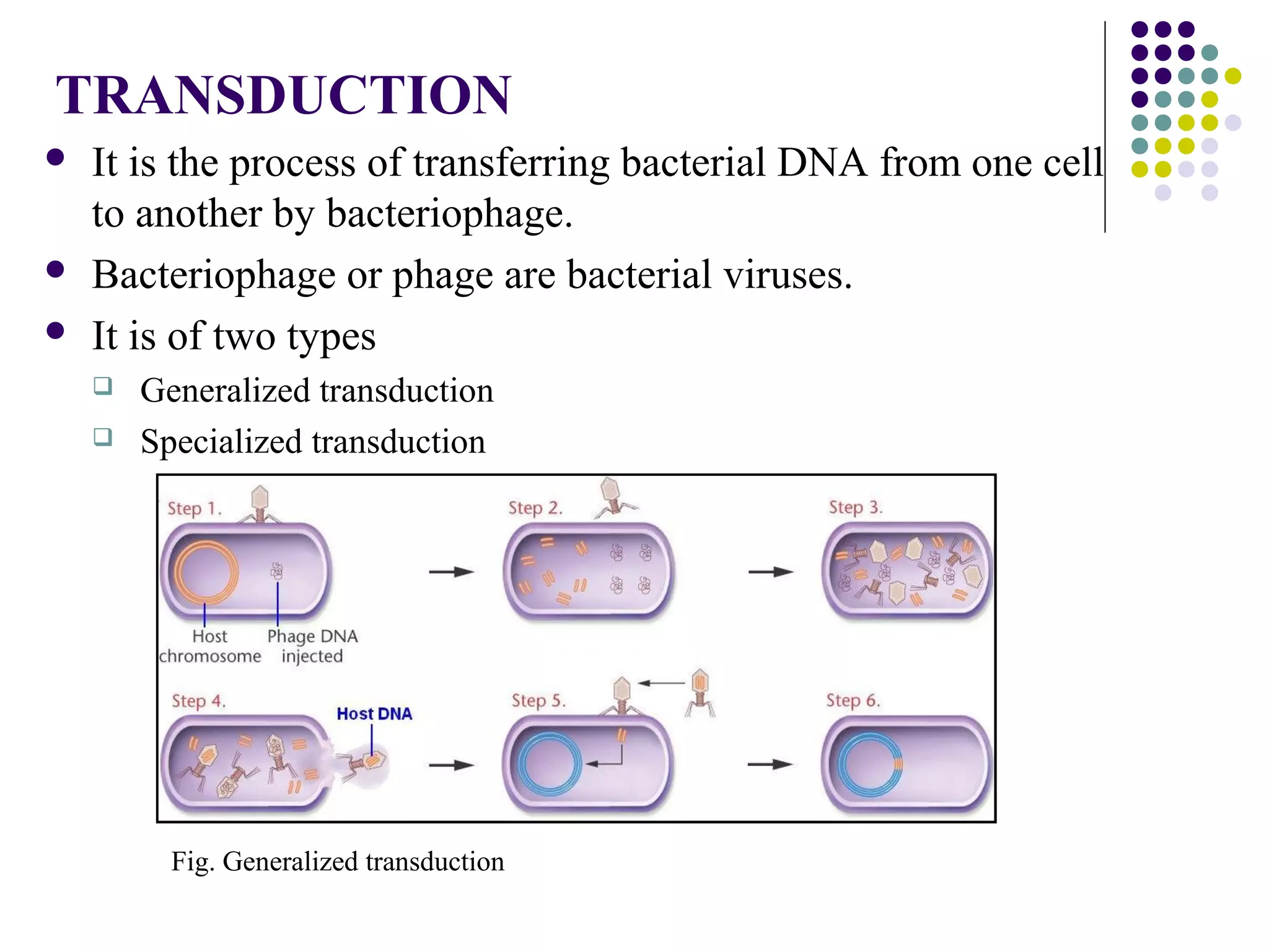 TRANSDUCTION
 It is the process of transferring bacterial DNA from one cell
to another by bacteriophage.
 Bacteriophage or phage are bacterial viruses.
 It is of two types
 Generalized transduction
 Specialized transduction
Fig. Generalized transduction
 