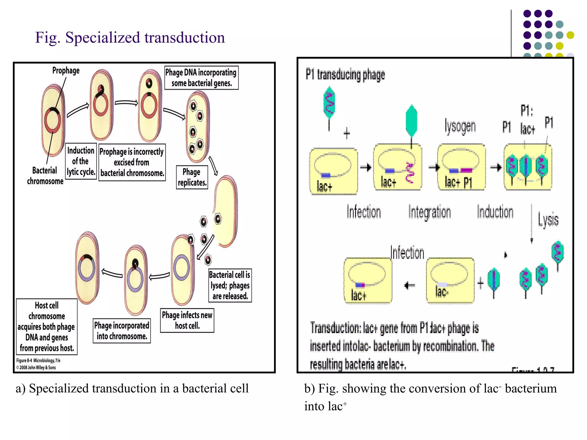 Fig. Specialized transduction
a) Specialized transduction in a bacterial cell b) Fig. showing the conversion of lac-
bacterium
into lac+
 