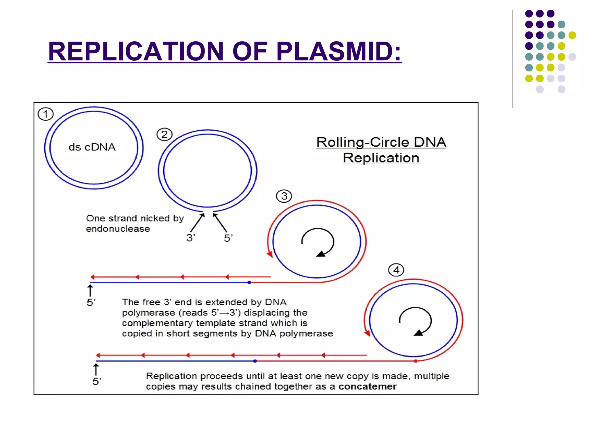 REPLICATION OF PLASMID:
 