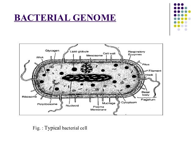 ppt of Bacterial genetic system