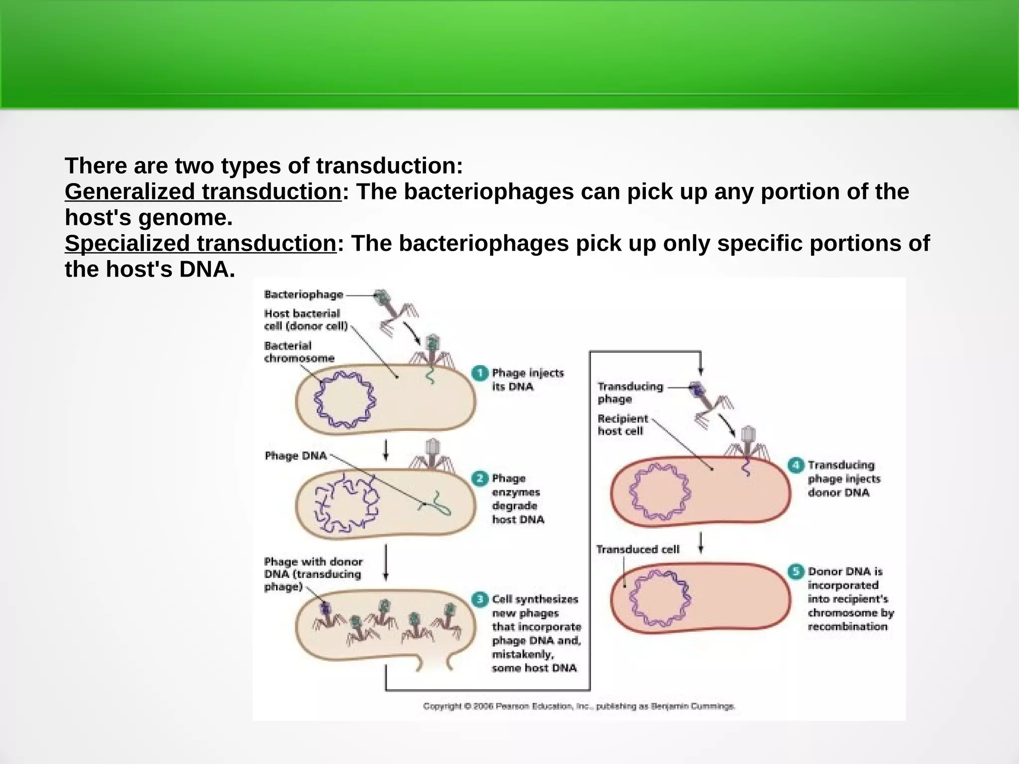 Bacterial gene transfer | PDF