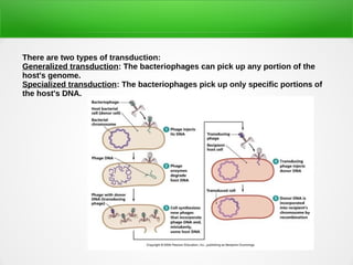 Transduction Types Bacterial gene transfer | PDF